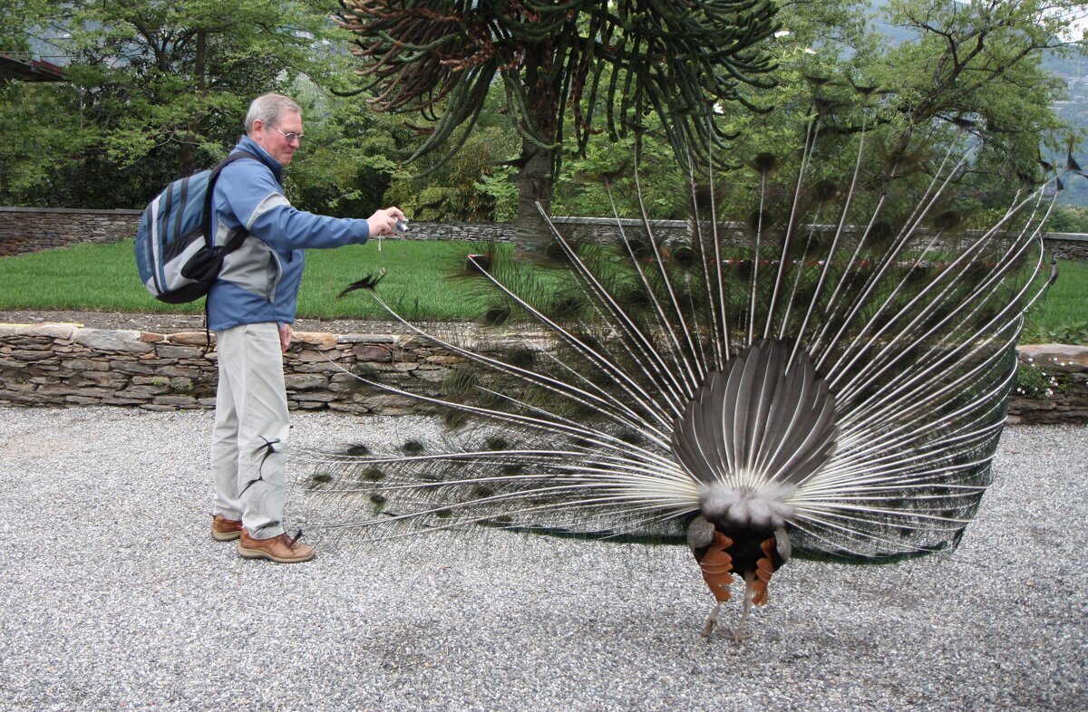 Павлин - ZNatasha - Павлин - ZNatasha -