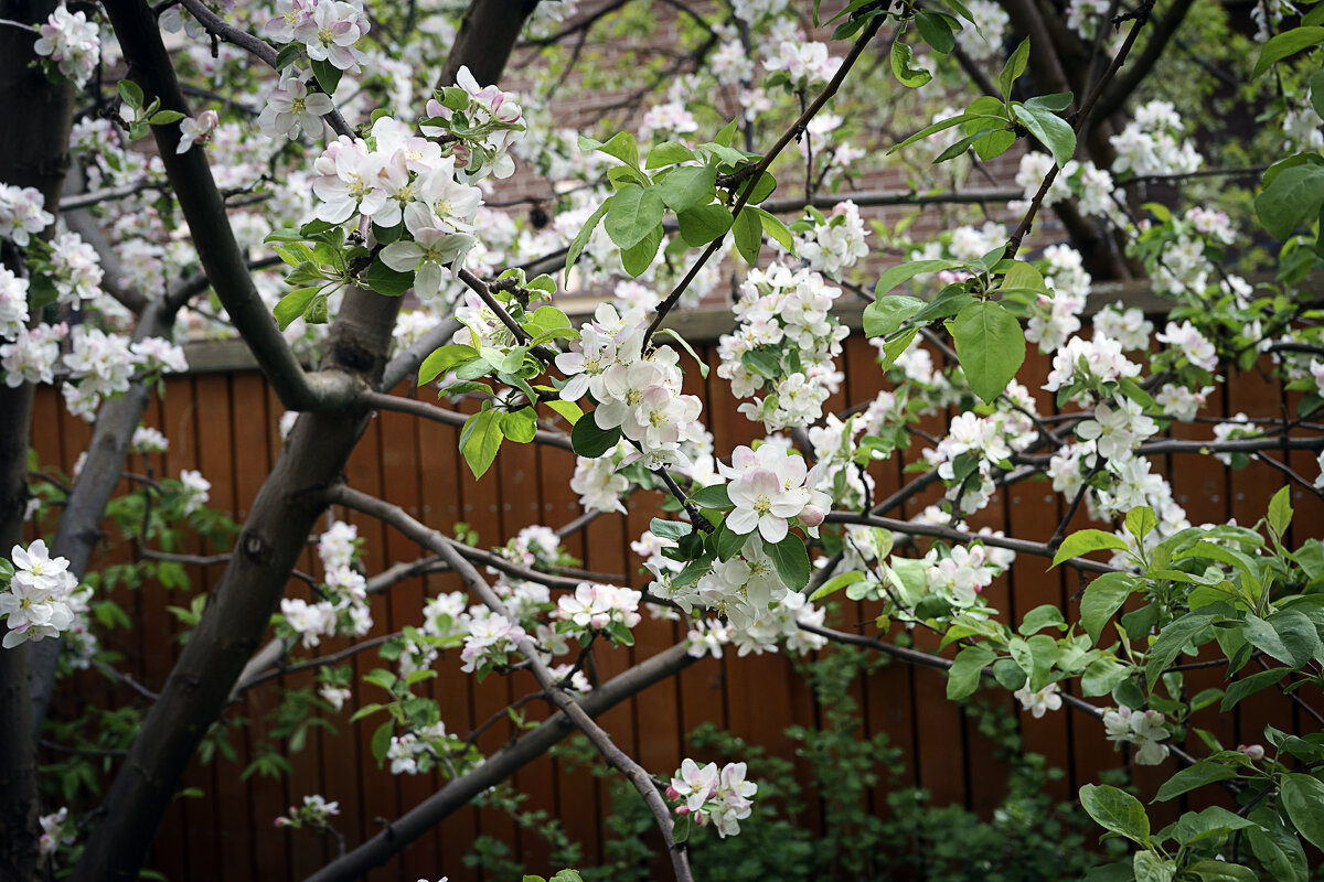 Цветение - Владимир Кроливец Цветение - Владимир Кроливец