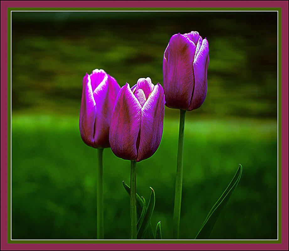 Тюльпаны - Владимир Кроливец Тюльпаны - Владимир Кроливец