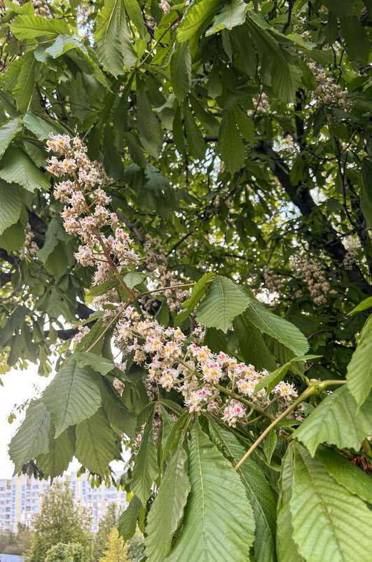 Каштан - Oleg4618 Шутченко