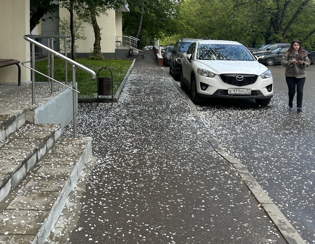 Лепестки яблони - Oleg4618 Шутченко