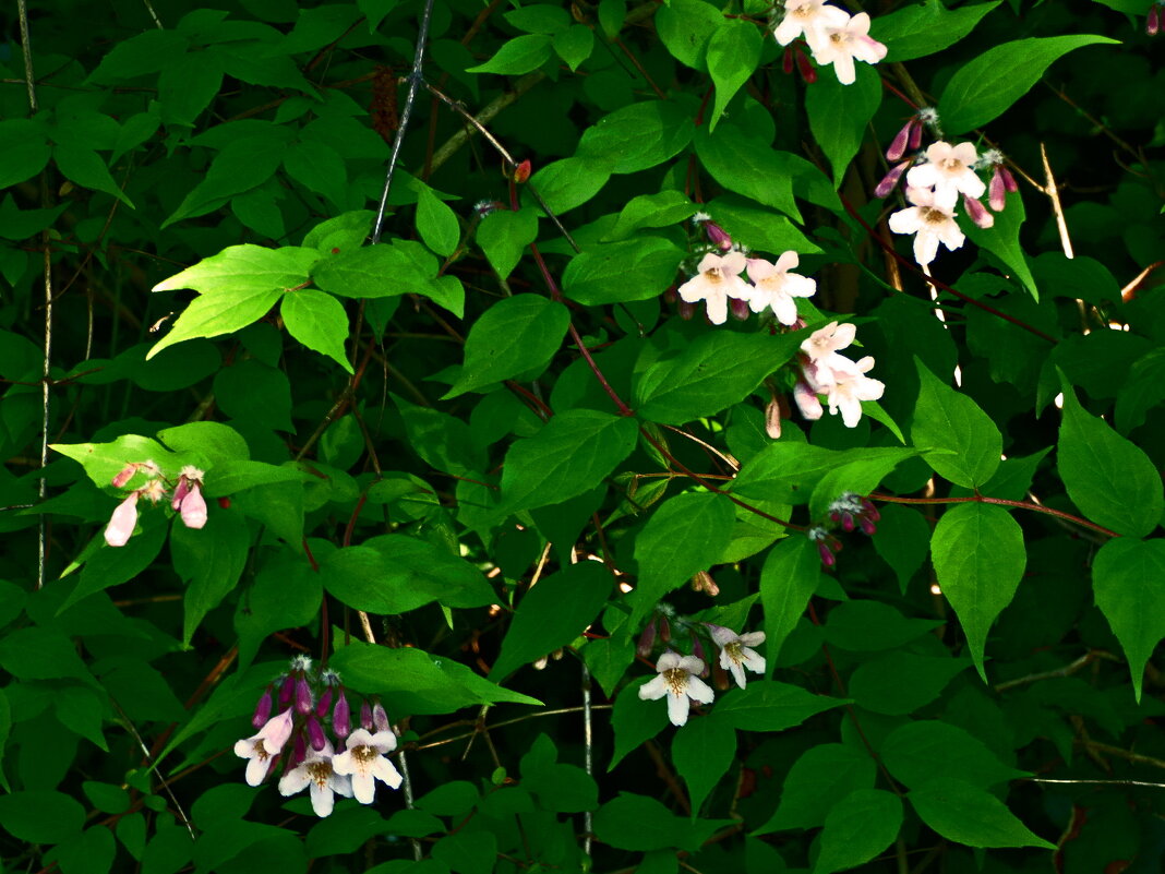 Весенние зарисовки 140 - Алексей Кузнецов Весенние зарисовки 140 - Алексей Кузнецов