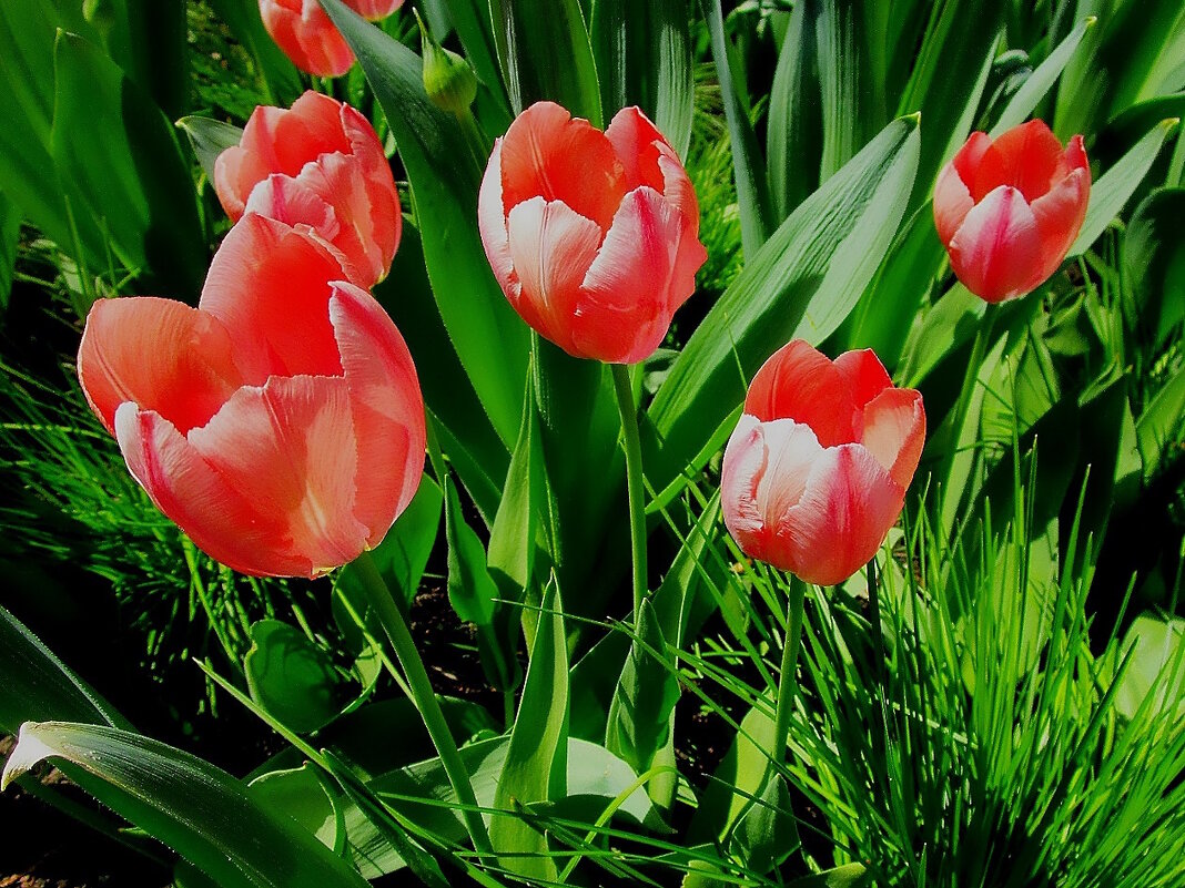 Тюльпаны - это дивные цветы... - Ольга Довженко