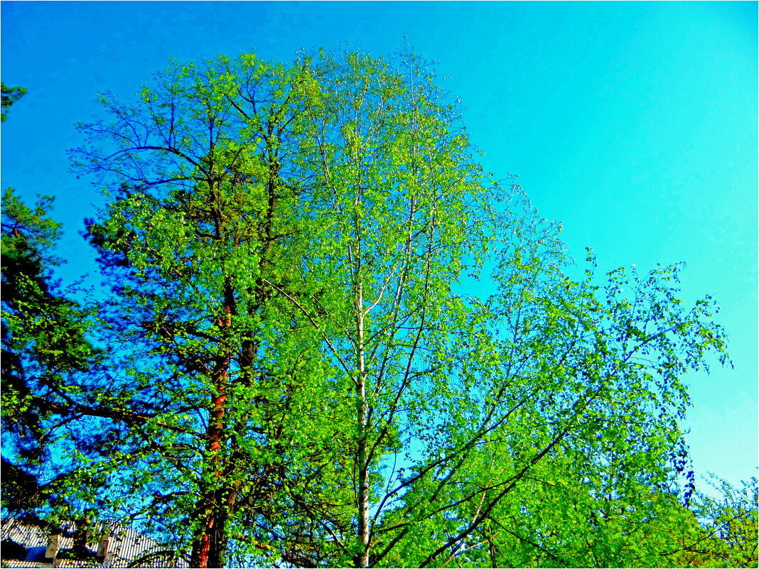 ВЕСНА - Юрий Владимирович 34 ВЕСНА - Юрий Владимирович 34