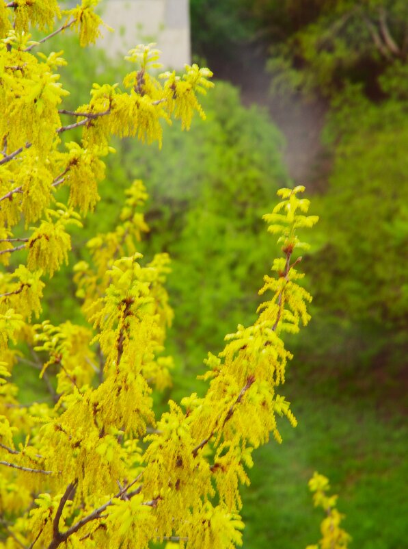 Дуб наш - с листочками ! - Юрий Куликов Дуб наш - с листочками ! - Юрий Куликов