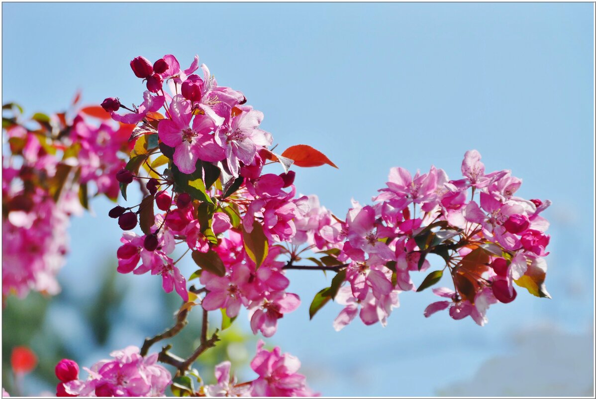 МАЙСКОЕ ЦВЕТЕНИЕ... - Elvira E. МАЙСКОЕ ЦВЕТЕНИЕ... - Elvira E.