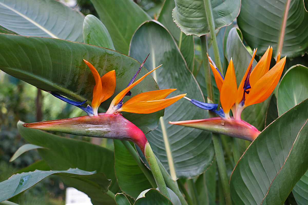 Парочка райских птиц - Светлана 