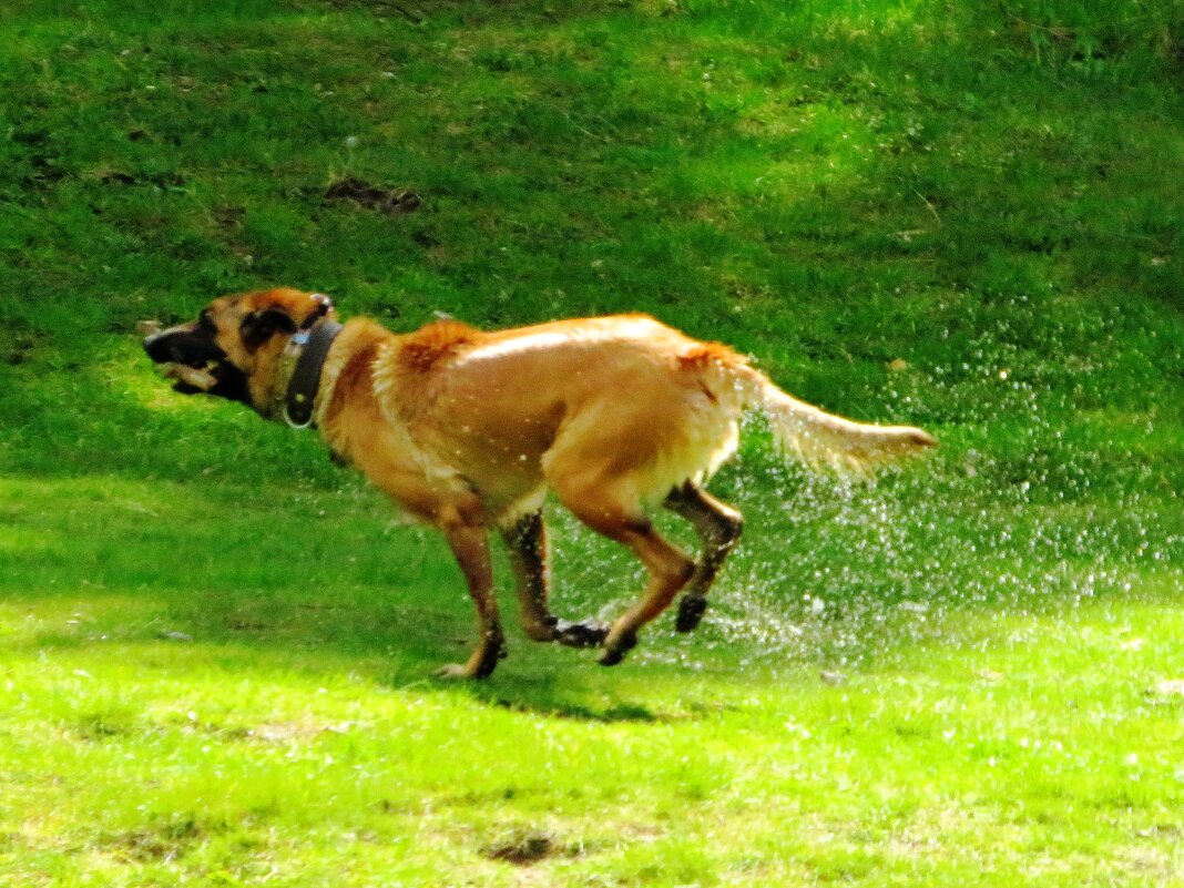 Выбежал из воды - Андрей Снегерёв Выбежал из воды - Андрей Снегерёв