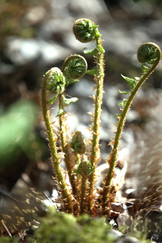 Зеленая спираль - liudmila drake Зеленая спираль - liudmila drake