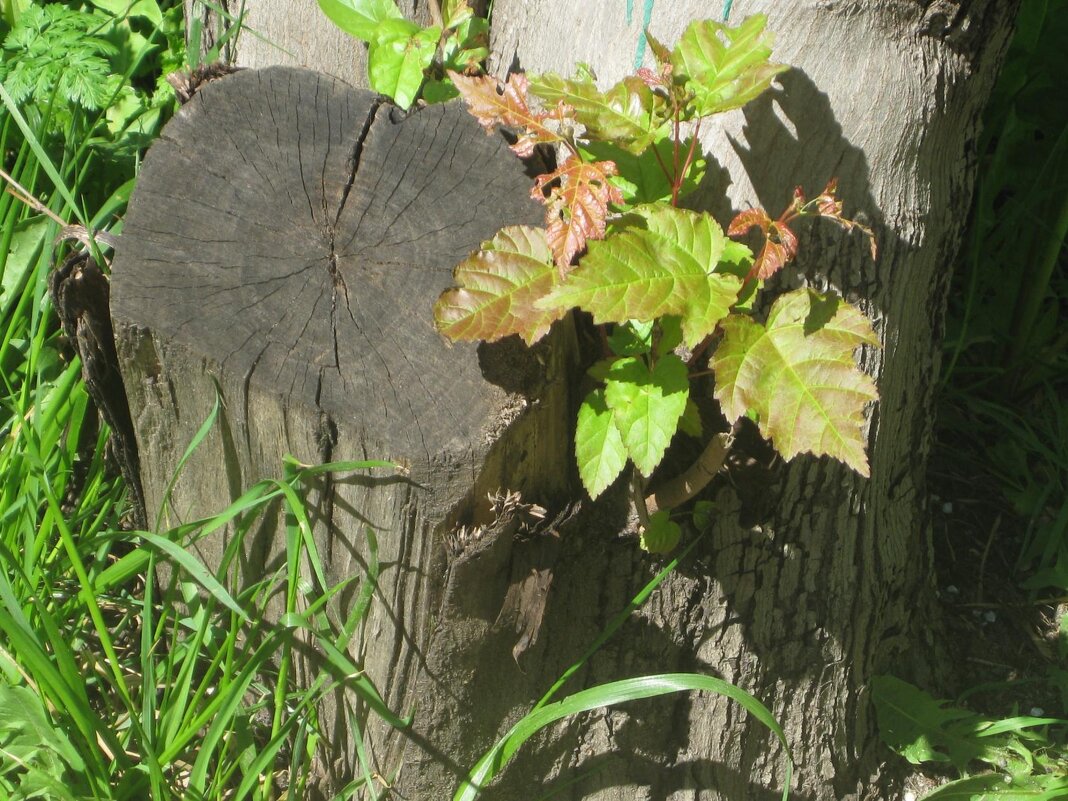 Пенёк и росток - Дмитрий Никитин