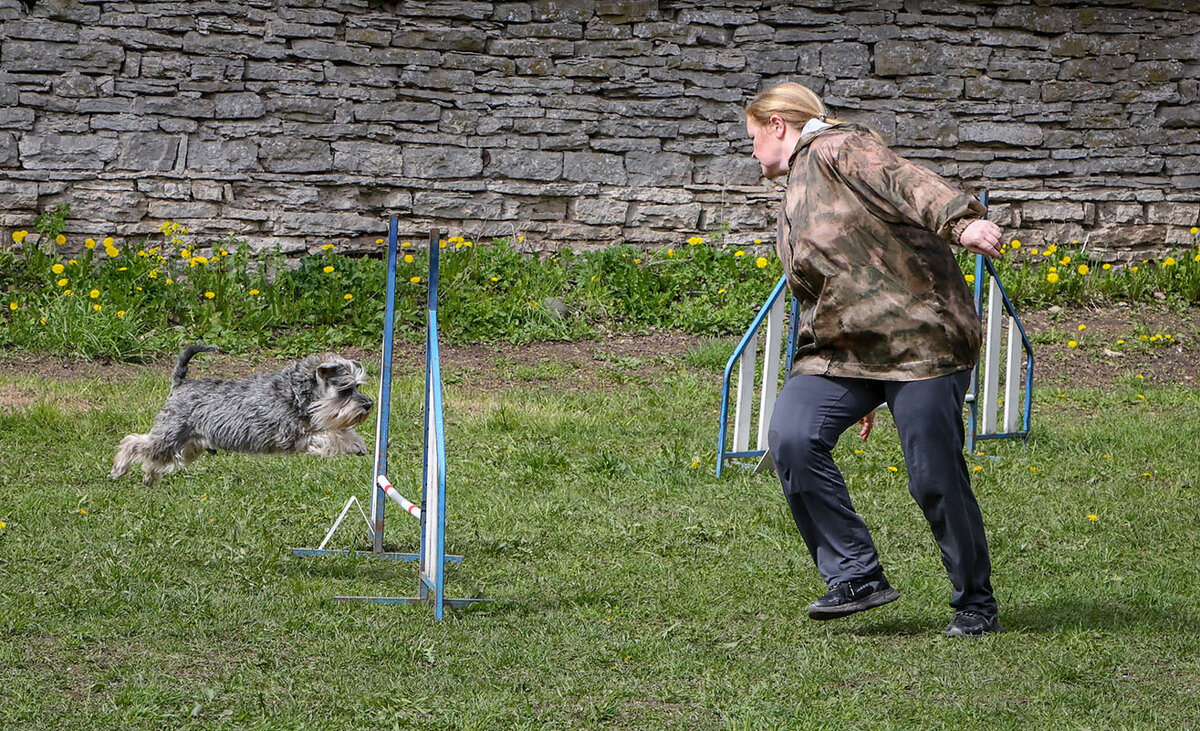Аджилити - Анатолий Шумилин