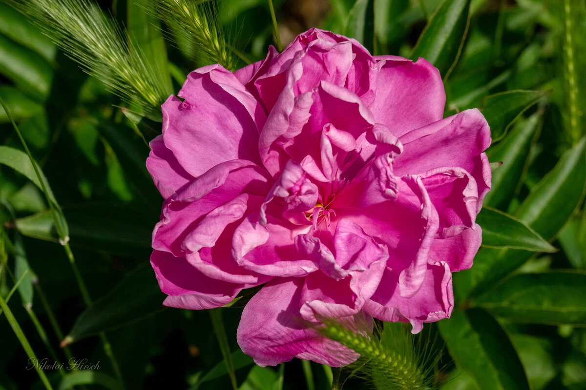 О пионе... - Николай Гирш О пионе... - Николай Гирш