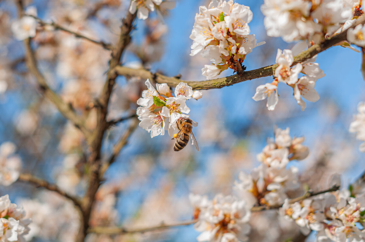 Цветущая Войлочная вишня - Александр Филатов