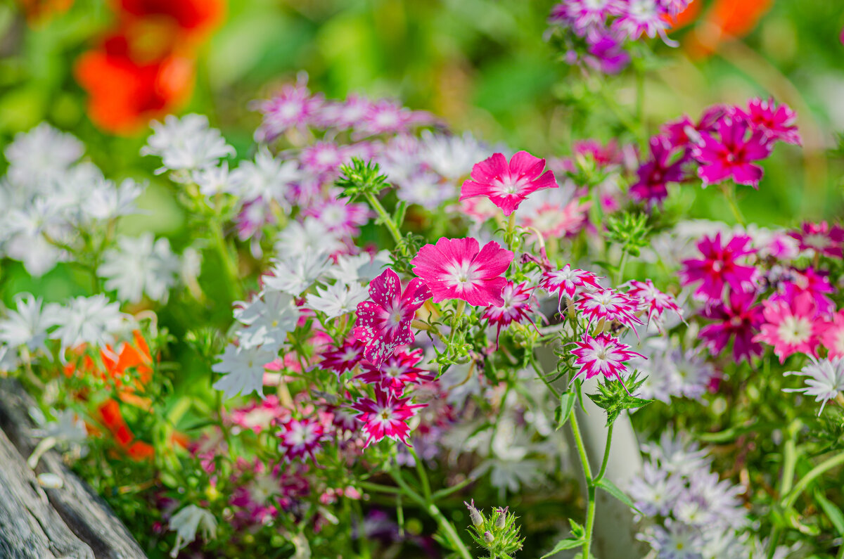 Мамина красота.... - Александр Филатов Мамина красота.... - Александр Филатов