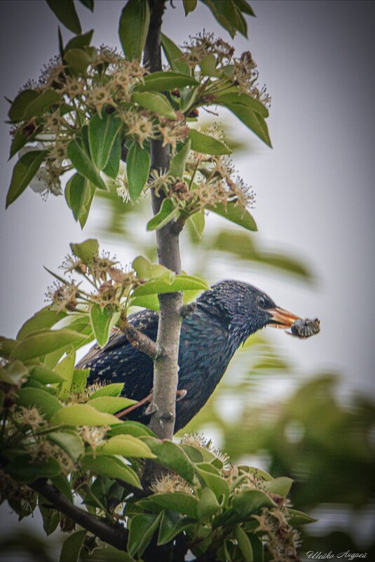 Скворец - Андрей Шейко Скворец - Андрей Шейко