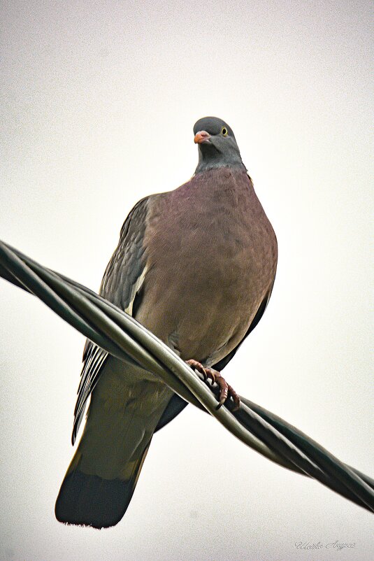 Вяхирь - Андрей Шейко Вяхирь - Андрей Шейко