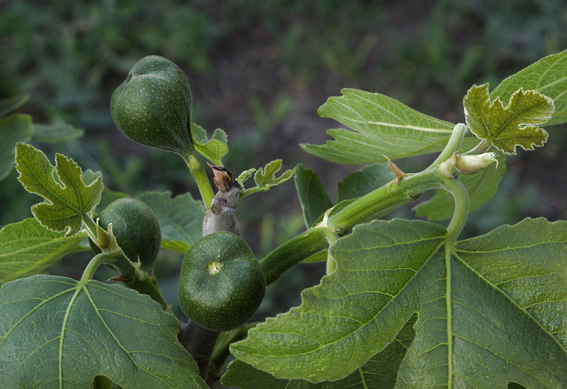 инжир - Наталья S