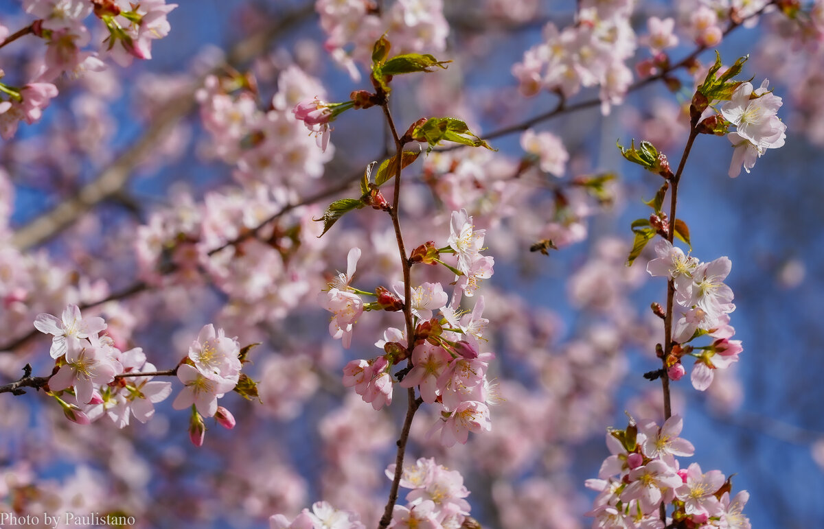 Цветущий апрель... - Владимир Жданов Цветущий апрель... - Владимир Жданов