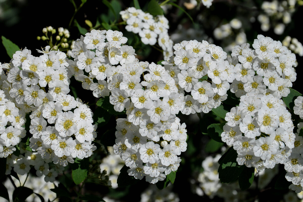 Спирея - Татьяна Машошина