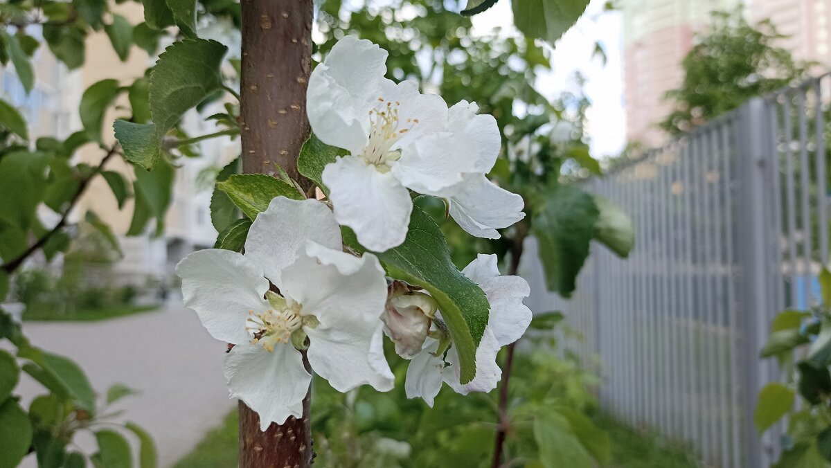 Яблоня у дома - Татьяна Тюменка Яблоня у дома - Татьяна Тюменка
