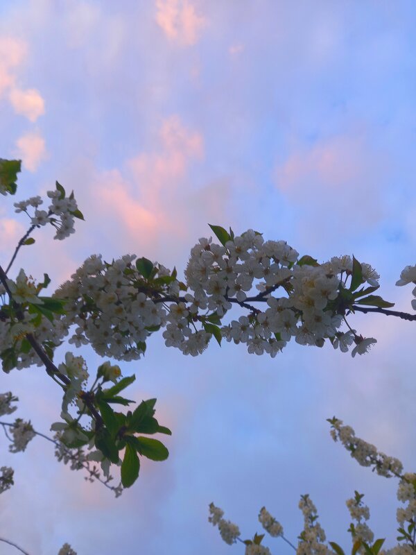 Вишня - Сапсан Вишня - Сапсан