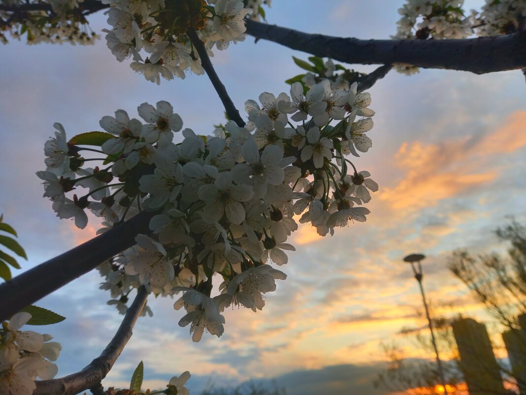 Вишня на закате - Сапсан 
