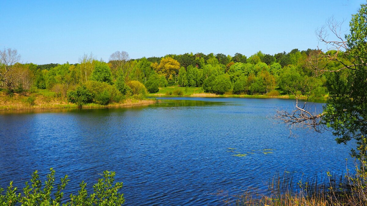 Природа Смоленщины в мае. - Милешкин Владимир Алексеевич 