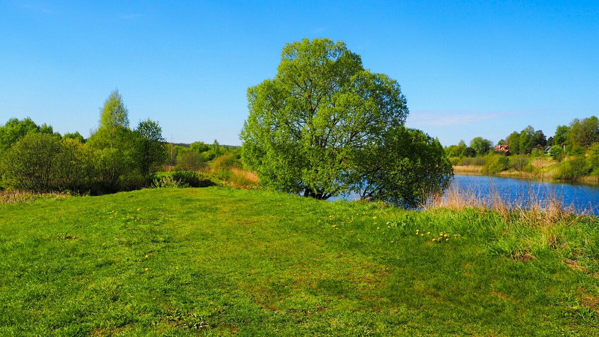 Ива на берегу озера (репортаж из поездок по области). - Милешкин Владимир Алексеевич 