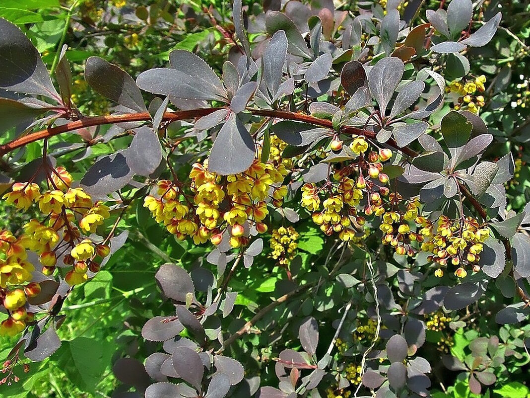 Барбарис зажигает огни... - Ольга Довженко