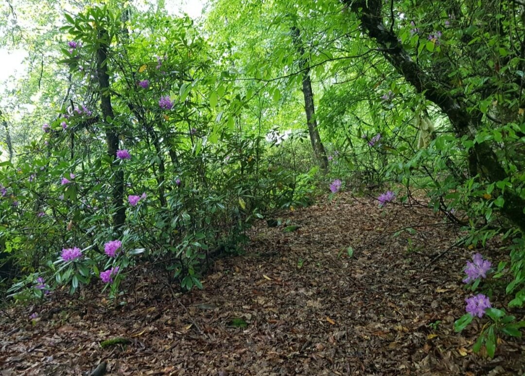 РОДОДЕНДРОН - Tata Wolf