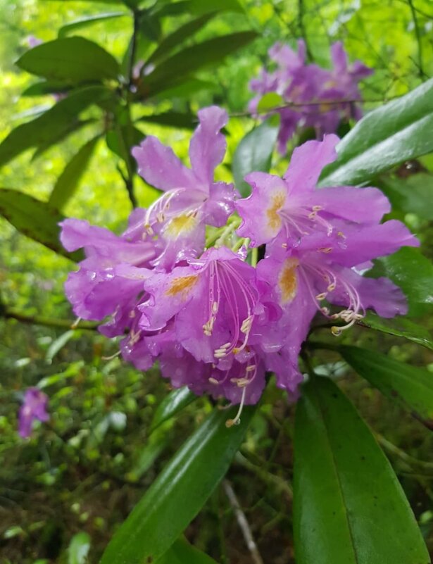 РОДОДЕНДРОН - Tata Wolf