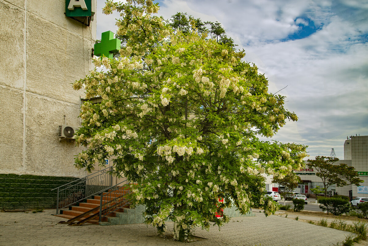 Акация - Анатолий Чикчирный Акация - Анатолий Чикчирный