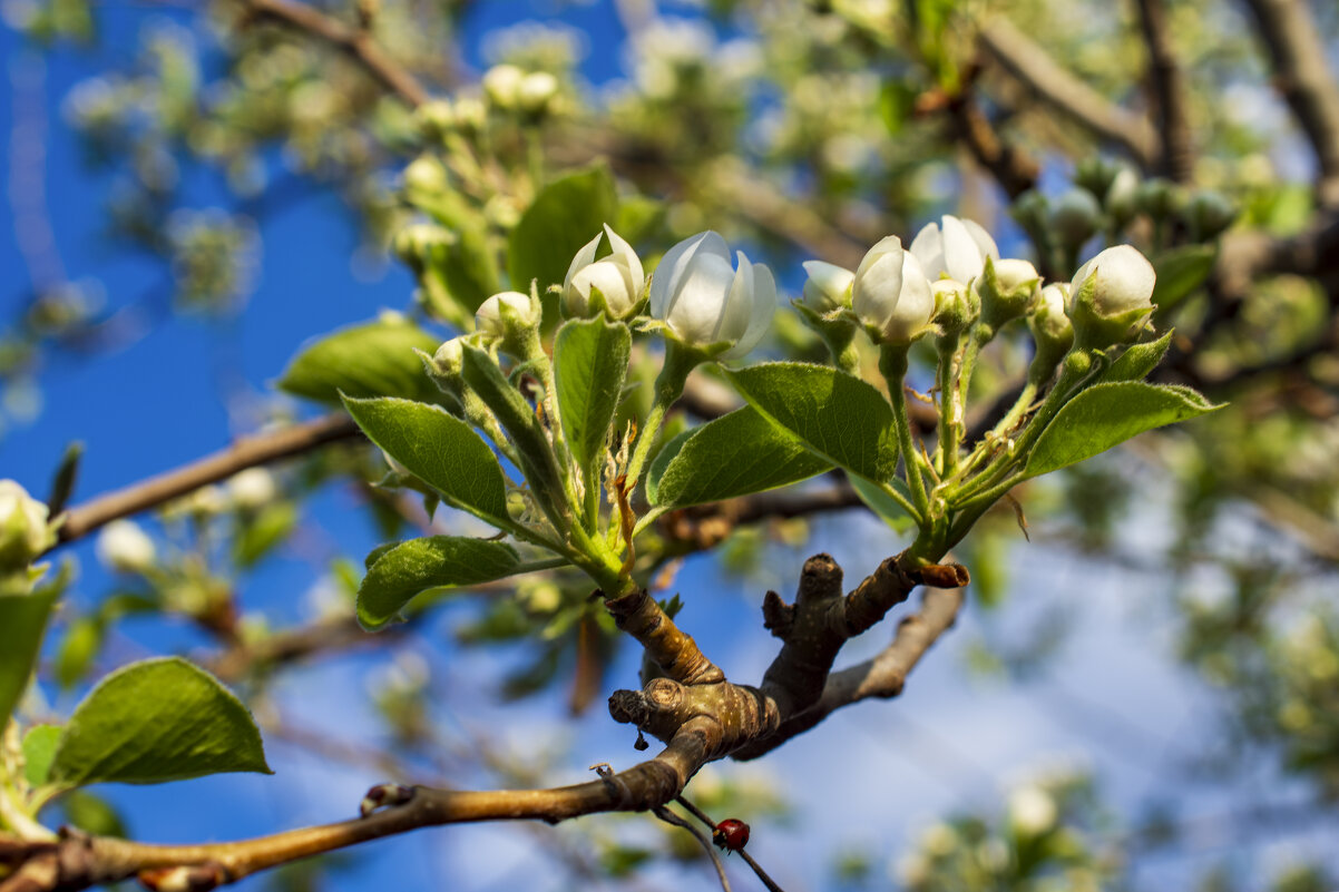 Весна - Петр Весна - Петр