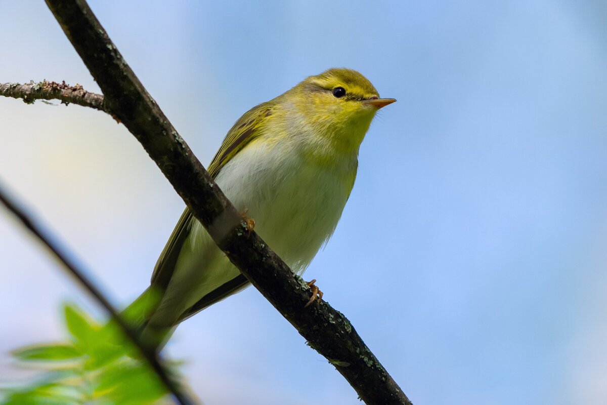 ** - Виталий Емельянов ** - Виталий Емельянов