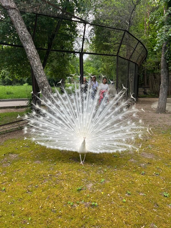 Жизнь - Георгиевич 