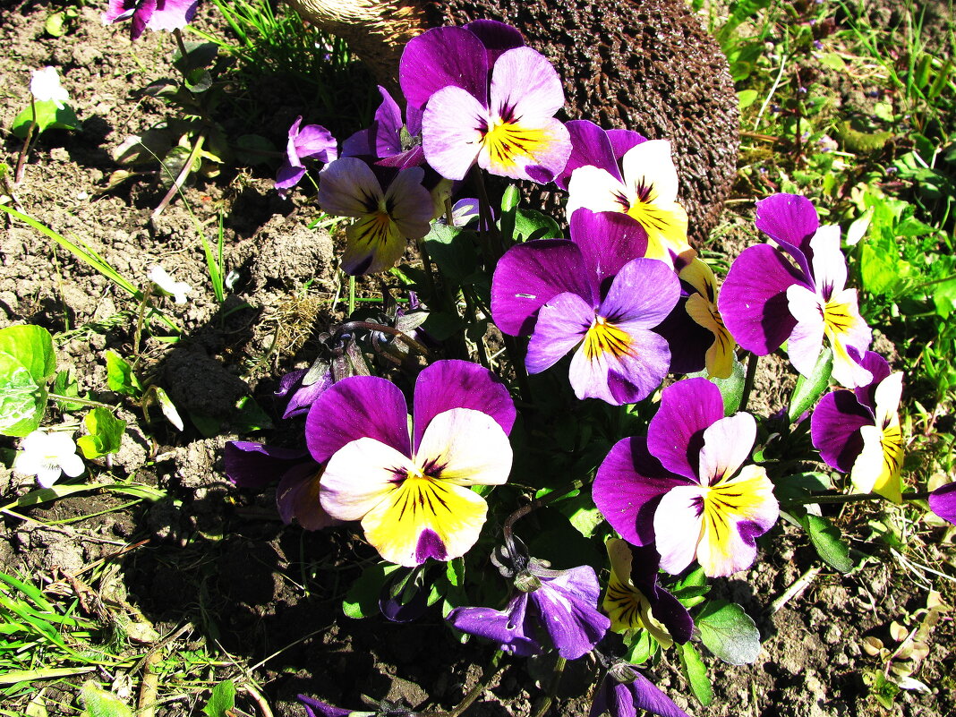 Любопытные - Людмила Смородинская Любопытные - Людмила Смородинская