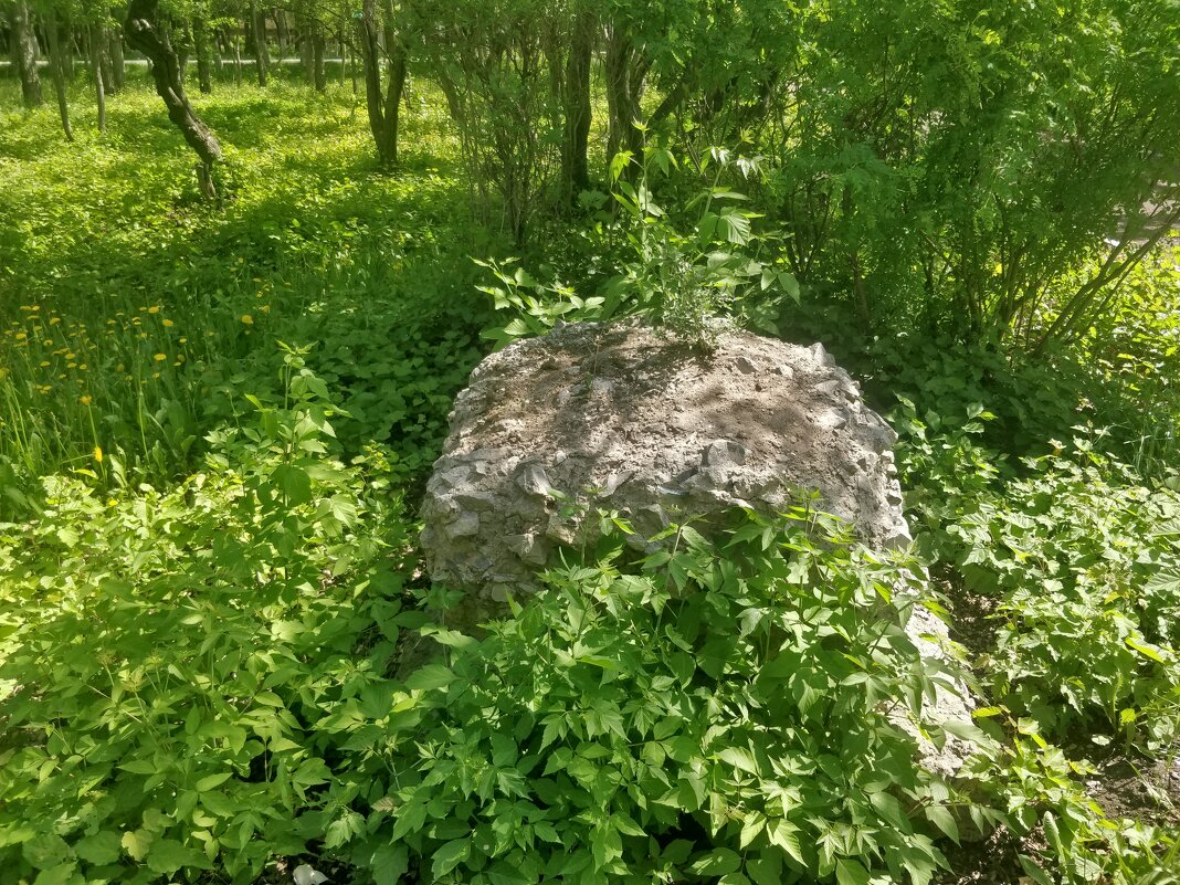 Всюду жизнь... - Андрей Хлопонин