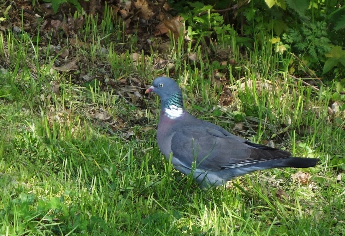 Вяхирь - Рита Симонова