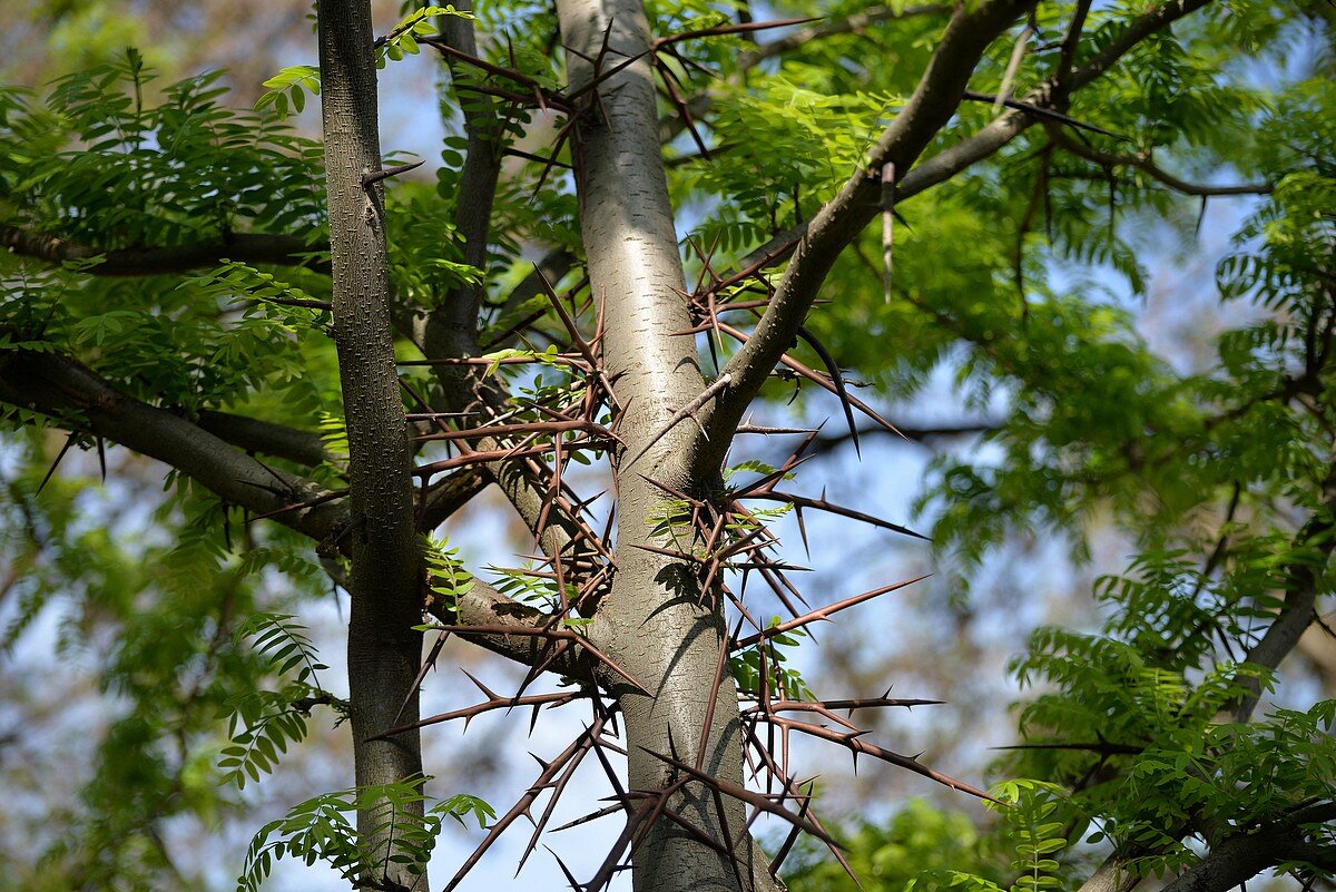 Чужестранка - Сеня Белгородский Чужестранка - Сеня Белгородский