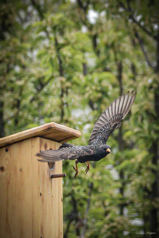 На низком старте - Андрей Шейко На низком старте - Андрей Шейко