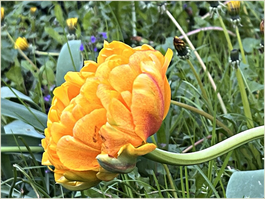 Солнечный. - Валерия Комова Солнечный. - Валерия Комова