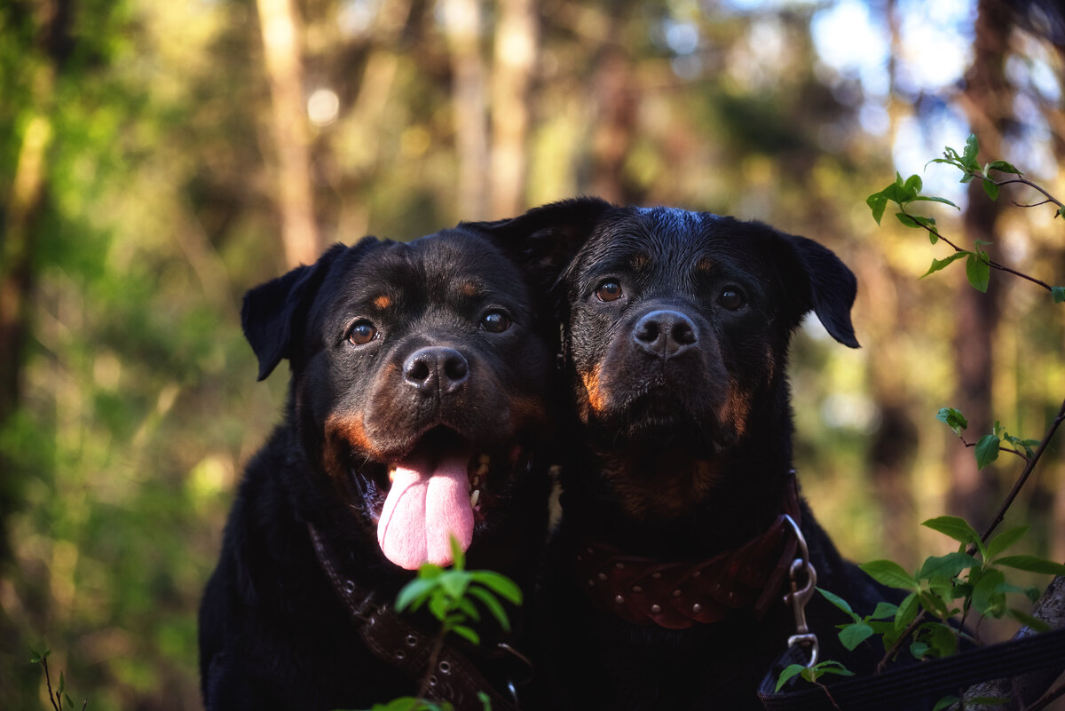 ротвейлеры - Ольга Зинченко
