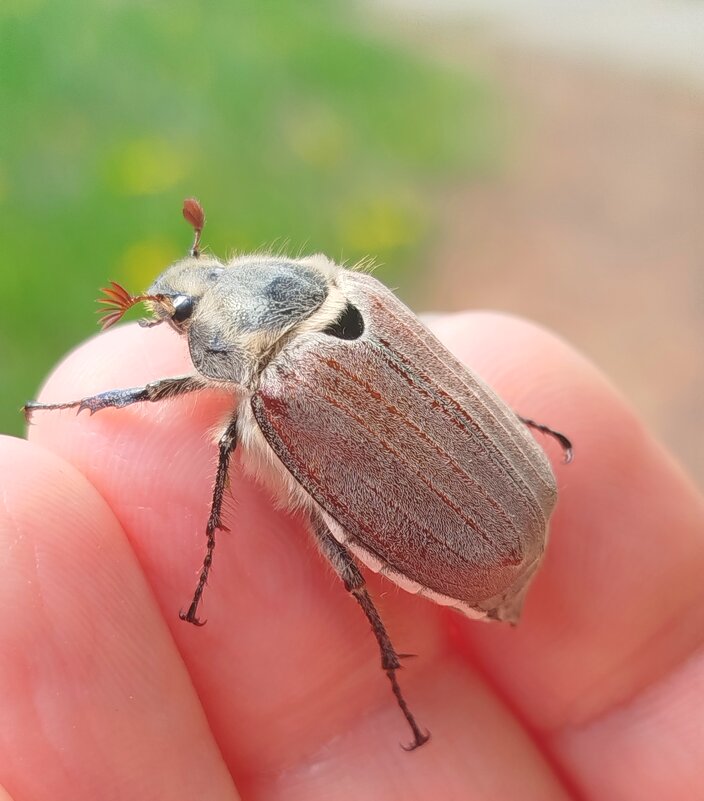 Мои любимые жуки - светлана льдокова