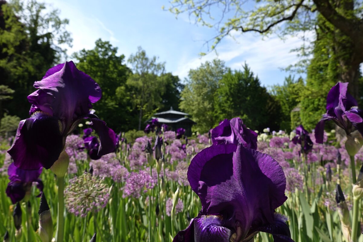 ...расцветает ирис лиловый - вот он, образ нашего мира... Нисимура Ёкити - Галина ...расцветает ирис лиловый - вот он, образ нашего мира... Нисимура Ёкити - Галина