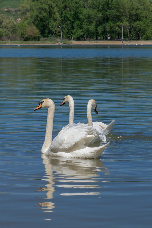 На троих соображают - Игорь Сикорский На троих соображают - Игорь Сикорский