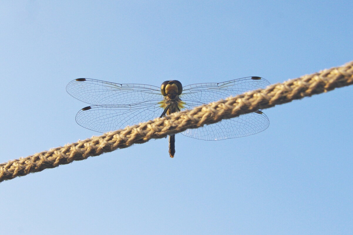 Стрекоза - Сергей Швечков Стрекоза - Сергей Швечков