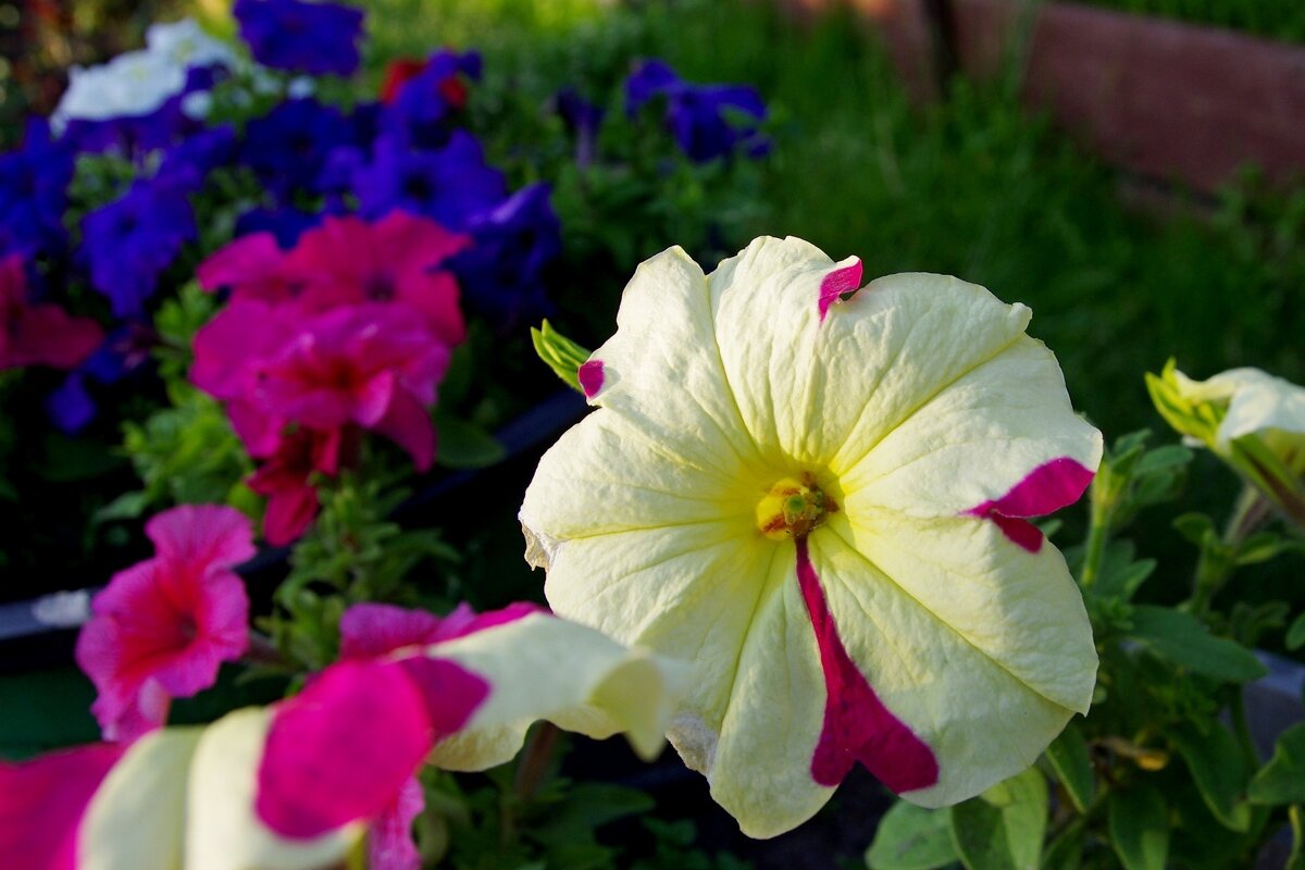 Петуньи - Сергей Швечков