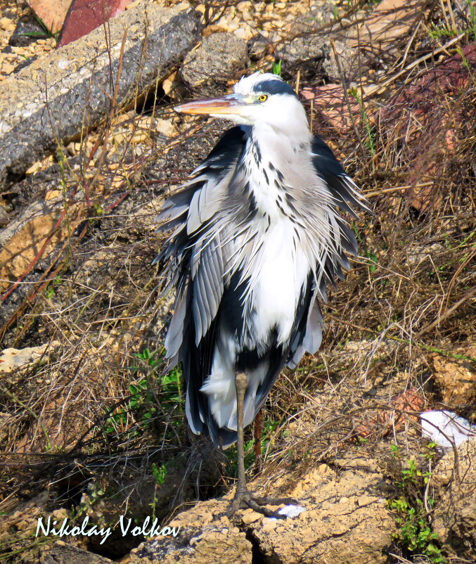 Серая цапля - Николай Волков Серая цапля - Николай Волков