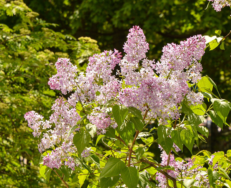 Цветы мая - Oleg4618 Шутченко