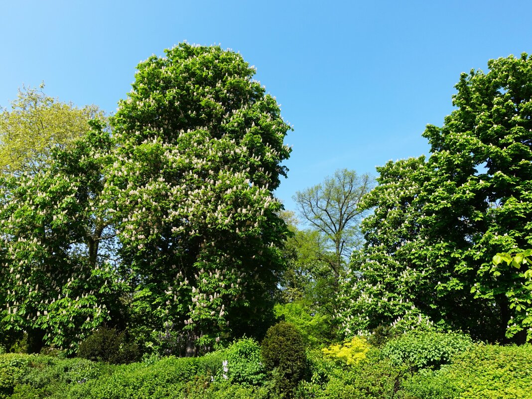Весна в парке Брюссель(Королевском парке) - Aida10 Весна в парке Брюссель(Королевском парке) - Aida10